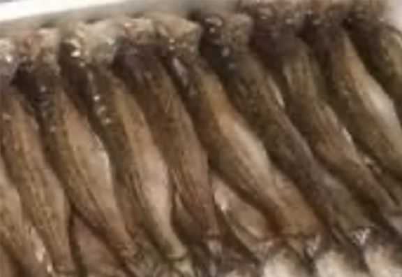 鰰（はたはた）